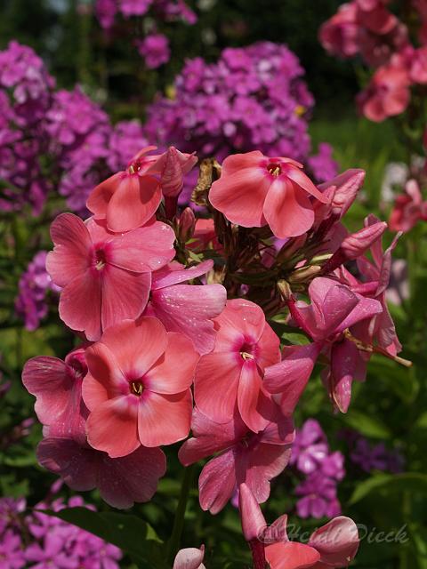Phlox Pastorale.JPG